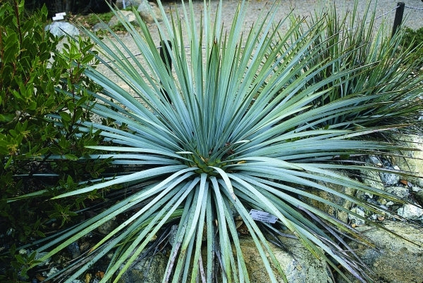 Image of Hesperoyucca whipplei|UC Berkeley Botanic Gdn, CA|
