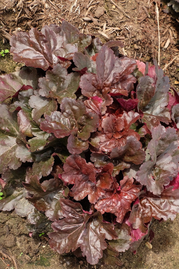 Image of Heuchera 'Mahogany Monster' PPAF|Walters Gardens, MI|