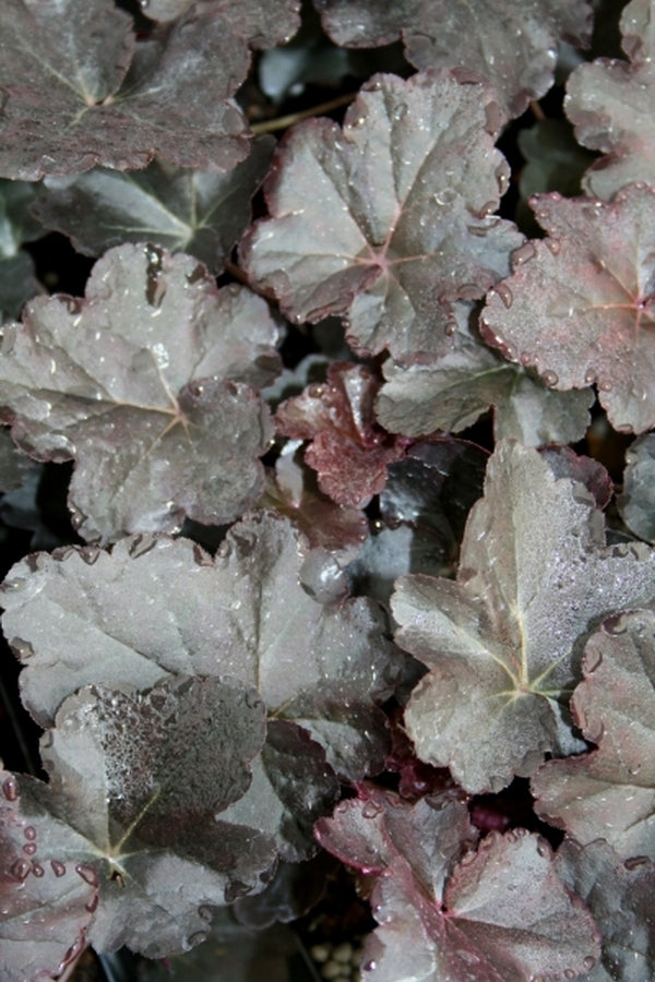 Image of Heuchera 'Obsidian' PP 14,836|Juniper Level Botanic Gdn, NC|JLBG