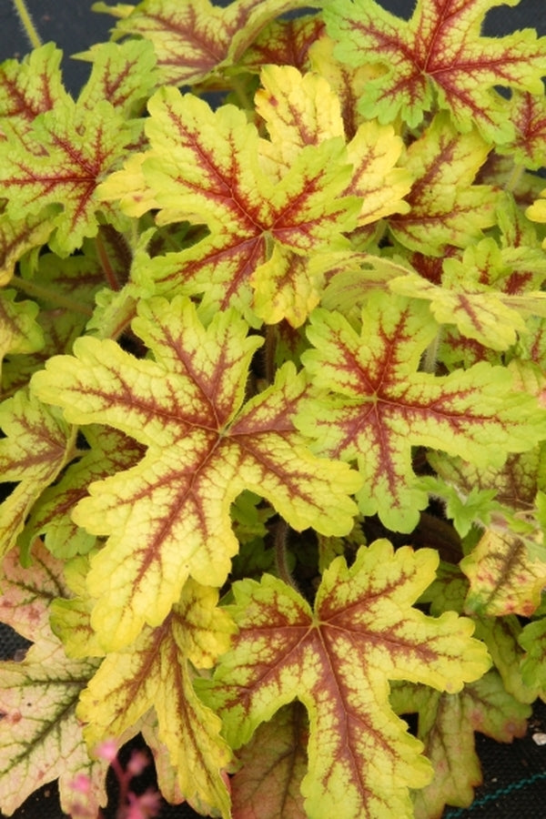 Image of Heucherella 'Alabama Sunrise' PP 19,611|Terra Nova Nurseries, OR|Terra Nova Nurseries