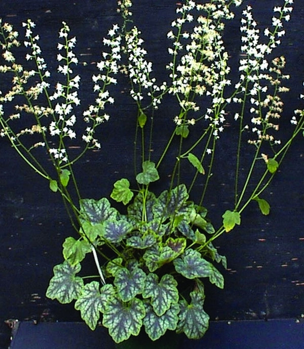 Image of Heucherella 'Heart of Darkness' PP 14,489, PVR|Primrose Path, PA|Primrose Path