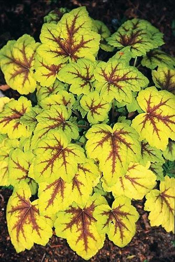 Image of Heucherella 'Stoplight' PP 16,835|Juniper Level Botanic Gdn, NC|JLBG