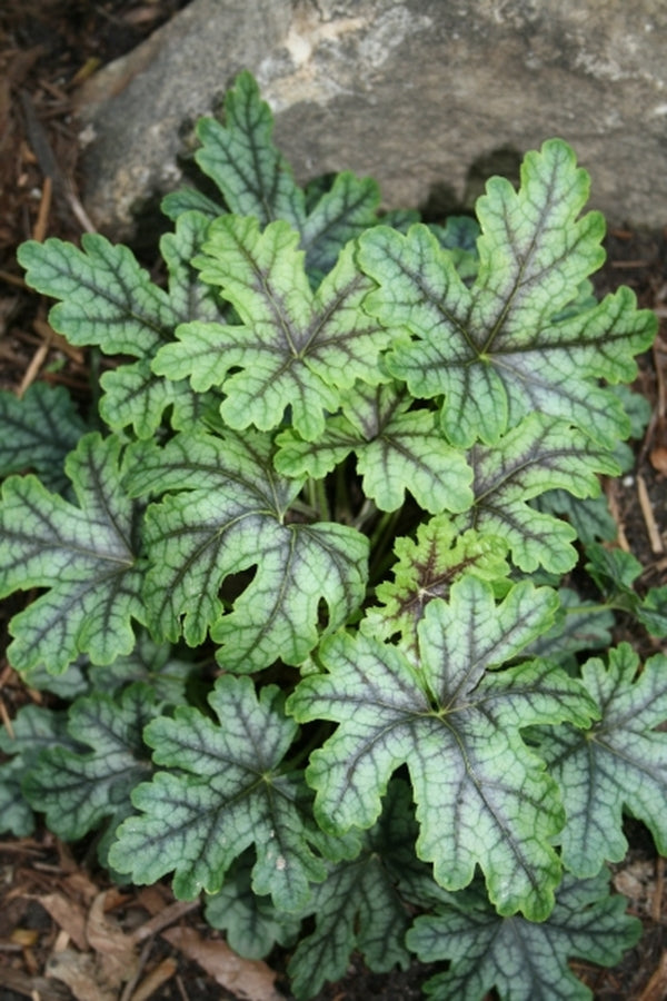 Image of Heucherella 'Tapestry' PP21,150|Juniper Level Botanic Gdn, NC|JLBG