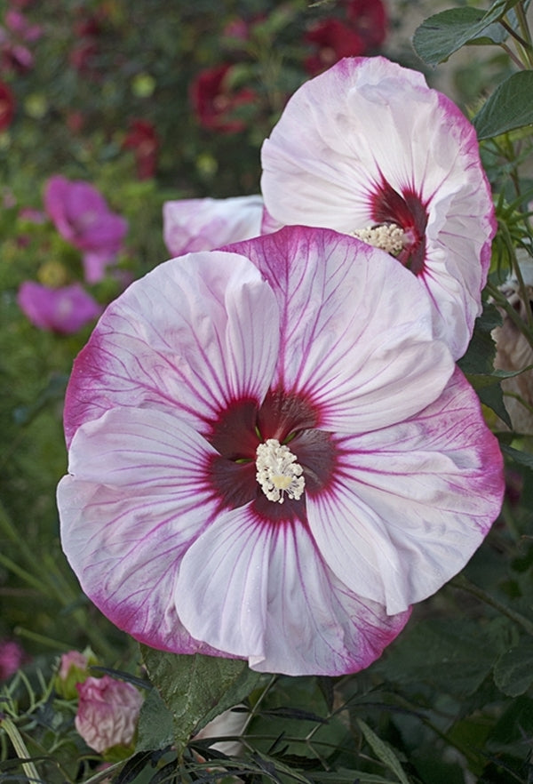 Image of Hibiscus 'Cherry Cheesecake' PP 26,089taken at Walters Gardens, MI by Walters Gardens