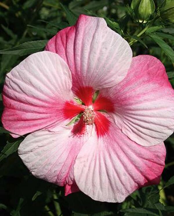 Image of Hibiscus 'Turn of the Century'|Walters Gardens, MI|