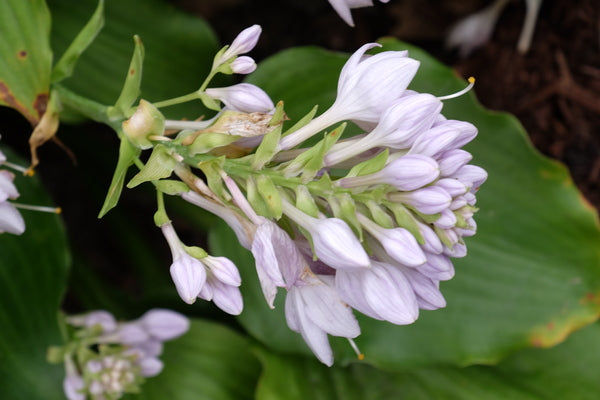 Image of Hosta 'A Scape Plan'|Juniper Level Botanic Gdn, NC|JLBG