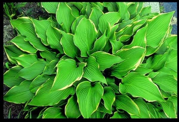 Image of Hosta 'Abba Dabba Do'|Juniper Level Botanic Gdn, NC|JLBG