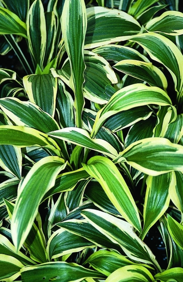 Image of Hosta 'Abiqua Delight'|Juniper Level Botanic Gdn, NC|JLBG