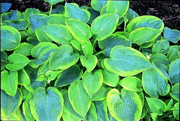 Image of Hosta 'Alvatine Taylor'|Soules Gdn, IN|