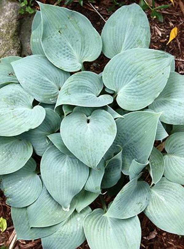 Image of Hosta 'Blueper'|Juniper Level Botanic Gdn, NC|JLBG