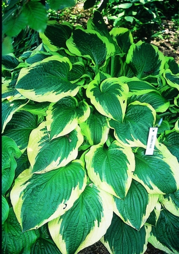 Image of Hosta 'Bobbie Sue'|C. Owens Gdn, MI|