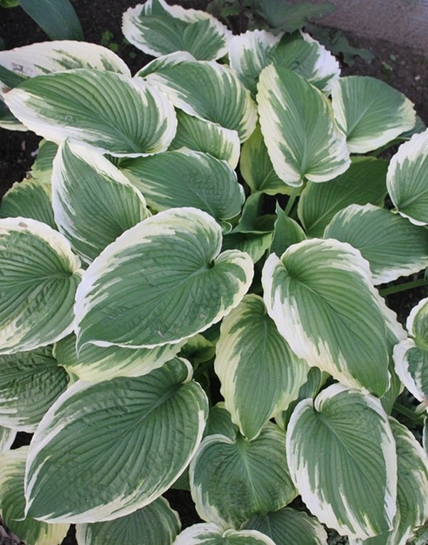 Image of Hosta 'Bridal Falls' PPAF|Walters Gardens, MI|