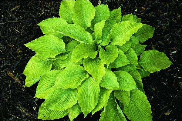 Image of Hosta 'Choo Choo Train'||