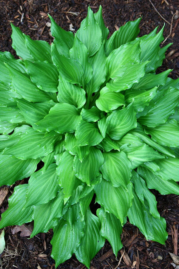 Image of Hosta 'Contortionist'|Juniper Level Botanic Gdn, NC|JLBG
