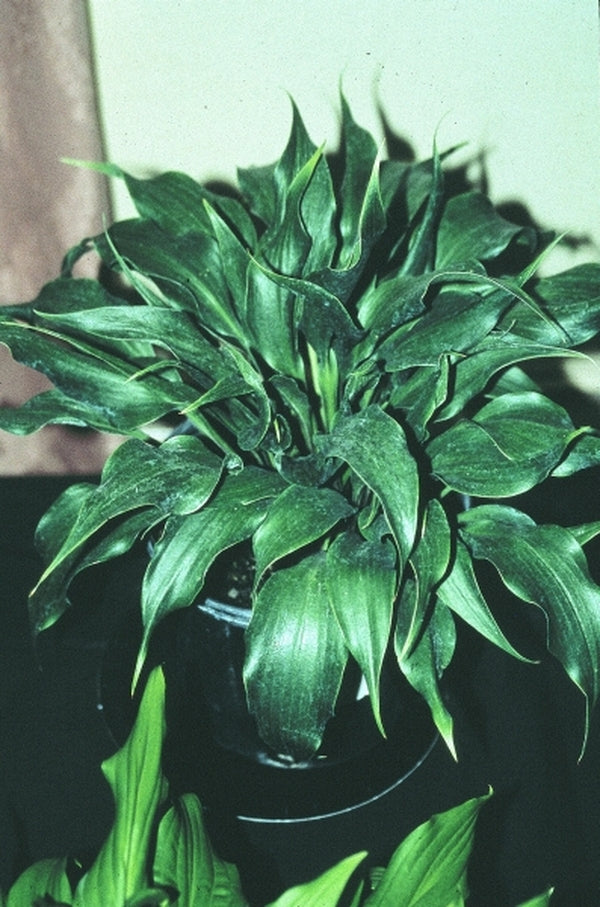 Image of Hosta 'Corkscrew'|Green Hill Farm, NC|B. Solberg