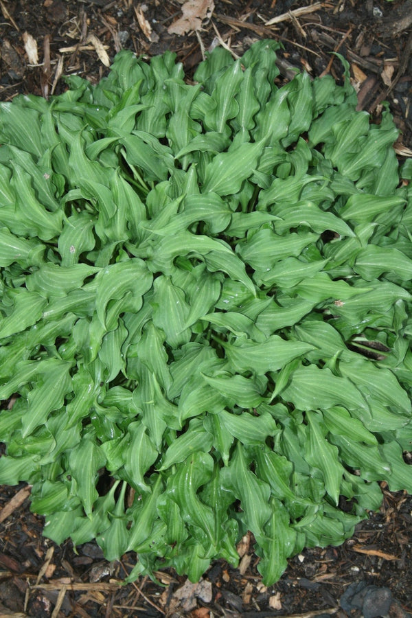 Image of Hosta 'Cowlick'|Juniper Level Botanic Gdn, NC|JLBG