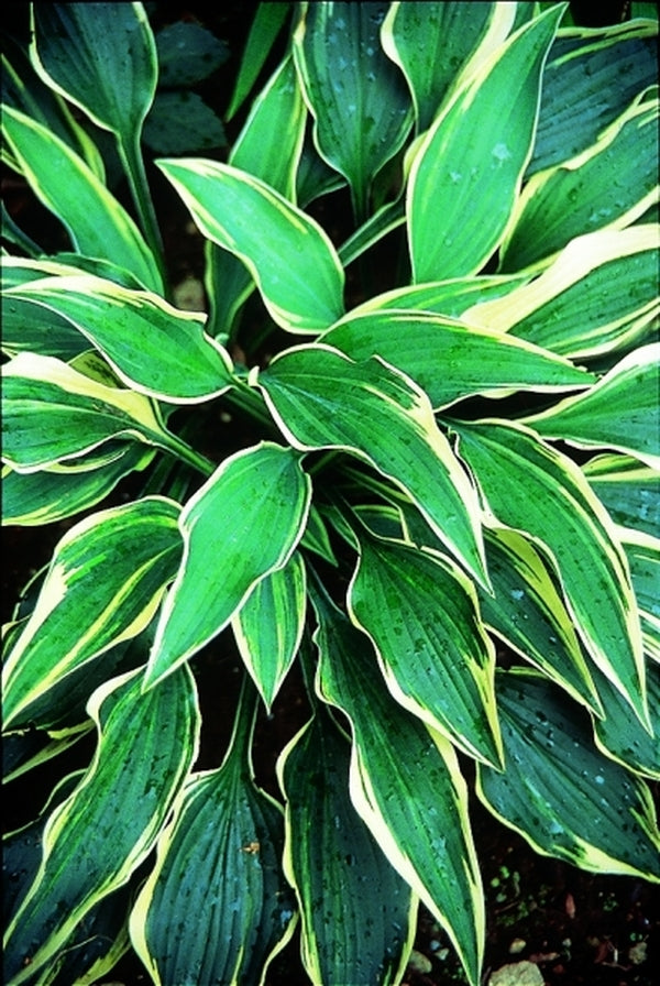 Image of Hosta 'Dark Star'|R. Herold Gdn, MA|