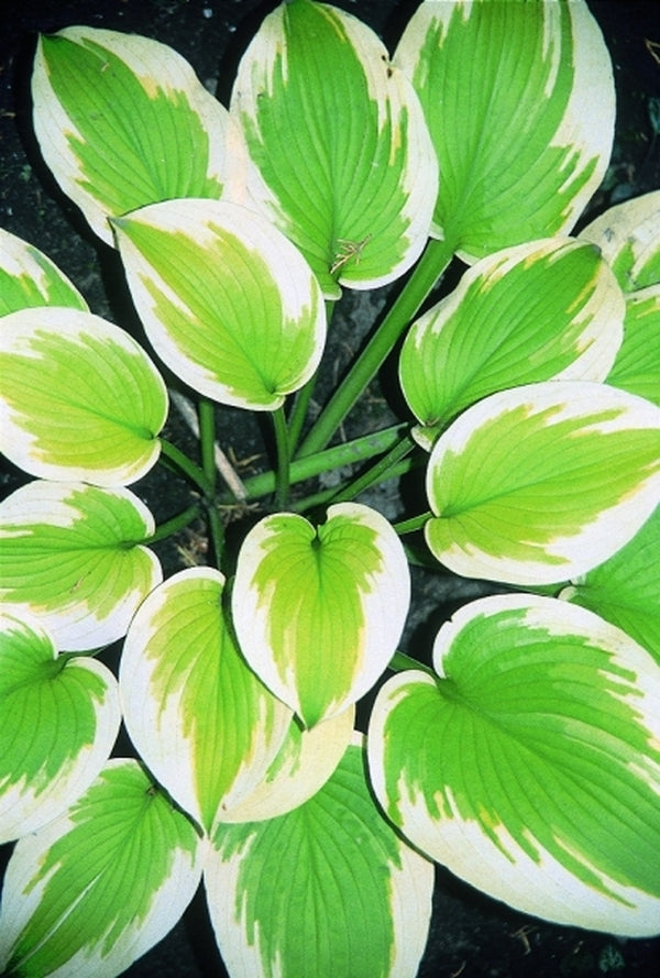 Image of Hosta 'Delta Dawn'|D. Dean Gdn, MN|