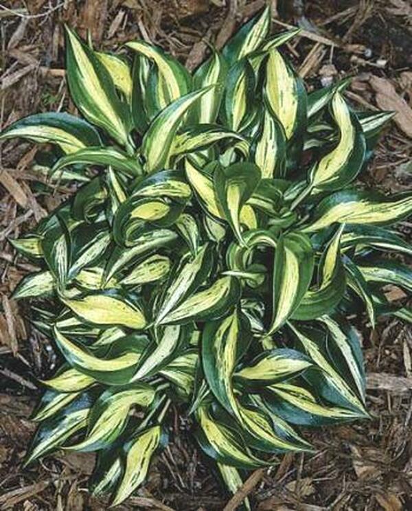 Image of Hosta 'Dixie Chickadee'|Juniper Level Botanic Gdn, NC|JLBG