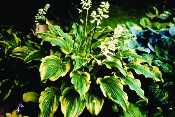 Image of Hosta 'Ebb Tide'|E. Elslager Gdn, MI|E. Elslager
