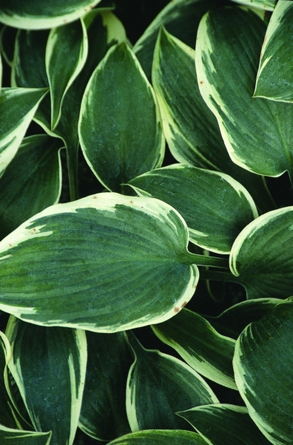Image of Hosta 'El Nino' PP 14,632, EUPVR|Juniper Level Botanic Gdn, NC|JLBG