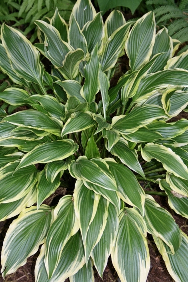 Image of Hosta 'First Lady'|Juniper Level Botanic Gdn, NC|JLBG