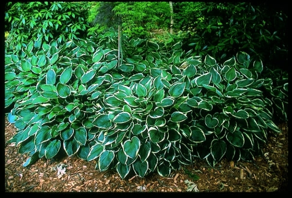 Image of Hosta 'Francee'|J. Elsley Gdn, SC|