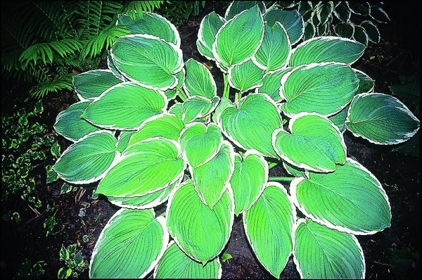 Image of Hosta 'Frosted Jade'|Miller Gdn, IN|