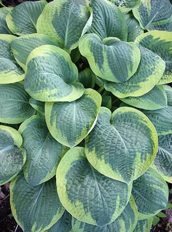 Image of Hosta 'Glory Hallelujah'|H. Hansen Gdn, MN|