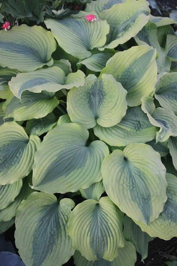 Image of Hosta 'Goodness Gracious' PP 23,081|Walters Gardens, MI|