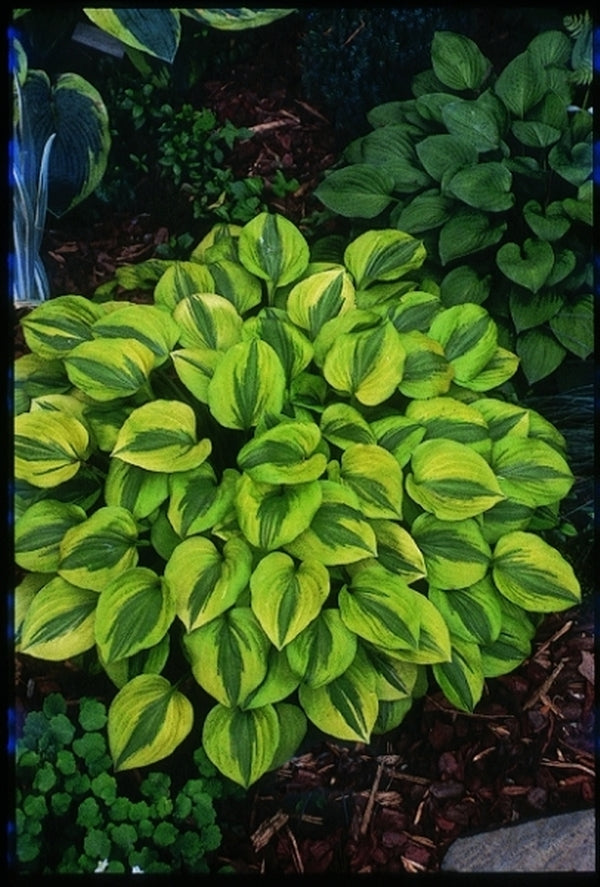 Image of Hosta 'Grand Tiara'|T. Schmid Gdn, MI|