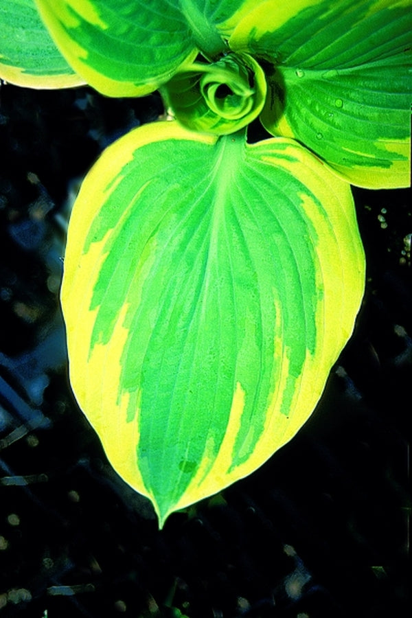Image of Hosta 'Great Arrival'|Q & Z Nsy, IL|Q&Z Nursery