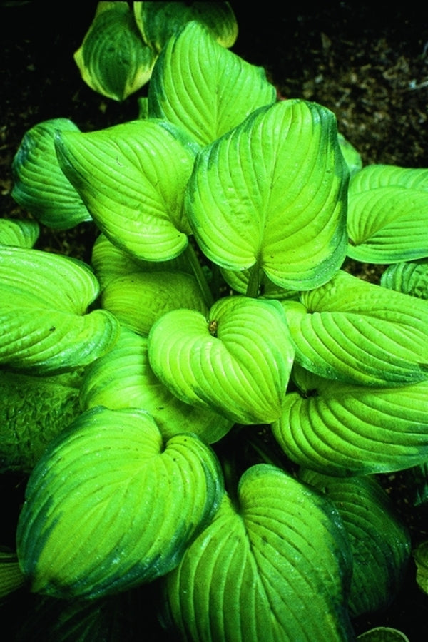 Image of Hosta 'Guacamole'|W. Dove Gdn, NC|H. Hansen
