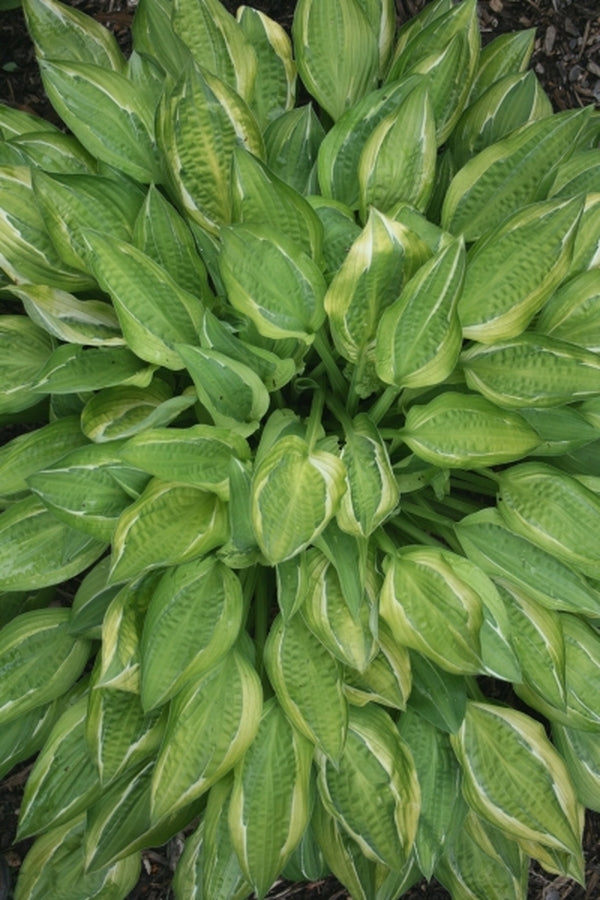 Image of Hosta 'Hanky Panky' PP 16,217|Juniper Level Botanic Gdn, NC|JLBG