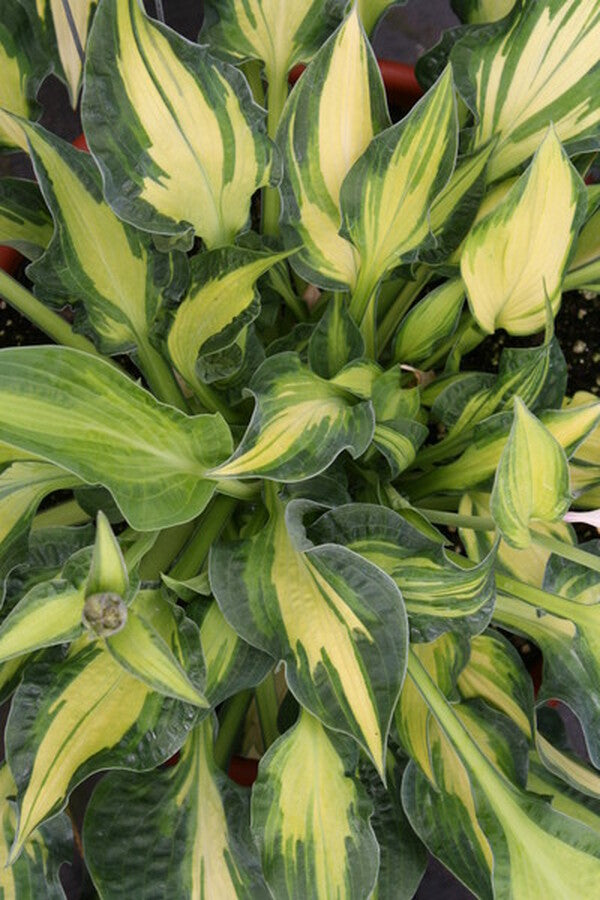 Image of Hosta 'Happy Dayz'|Walters Gardens, MI|