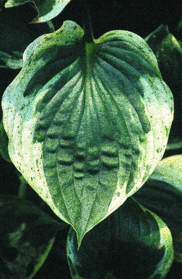 Image of Hosta 'Independence' PP 17,044|Juniper Level Botanic Gdn, NC|JLBG