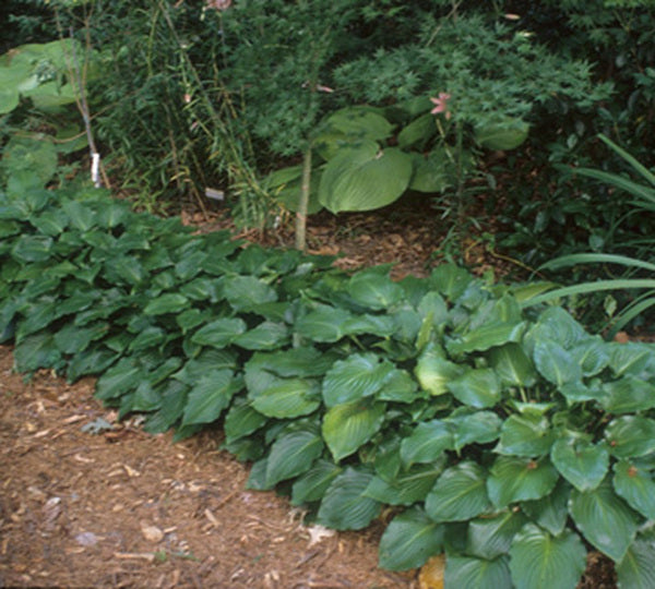 Image of Hosta 'Invincible'|J. Elsley Gdn, SC|