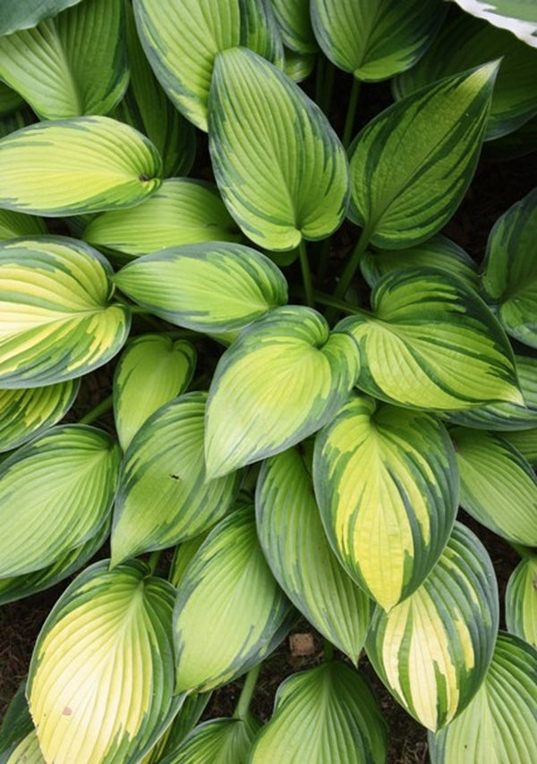 Image of Hosta 'June Fever' PP 15,340|Chopko Gdn, NJ|