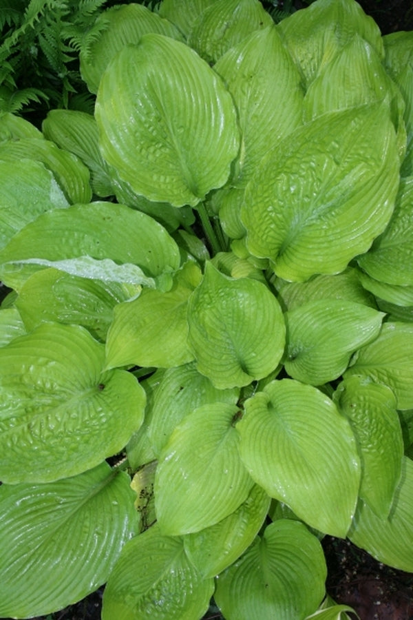 Image of Hosta 'Key West'|Juniper Level Botanic Gdn, NC|JLBG