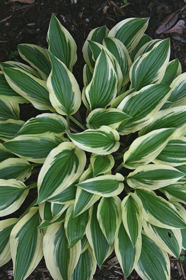 Image of Hosta 'Kim She'|Juniper Level Botanic Gdn, NC|JLBG