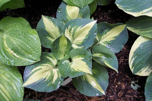 Image of Hosta 'Lakeside Cupcake'|Sauls Road|