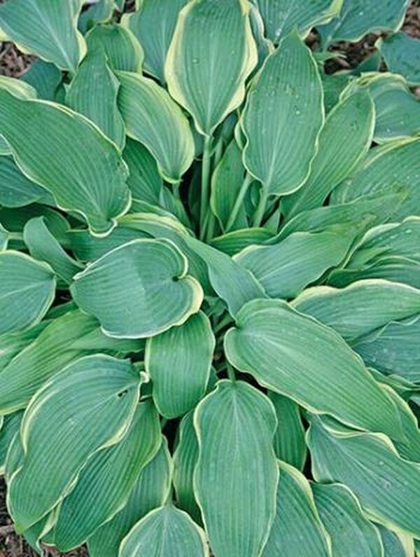 Image of Hosta 'Landslide'|Juniper Level Botanic Gdn, NC|JLBG
