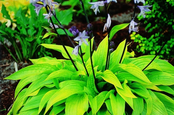 Image of Hosta 'Little Black Scape'|Juniper Level Botanic Gdn, NC|JLBG