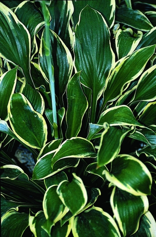 Image of Hosta 'Margin of Error'|Juniper Level Botanic Gdn, NC|JLBG