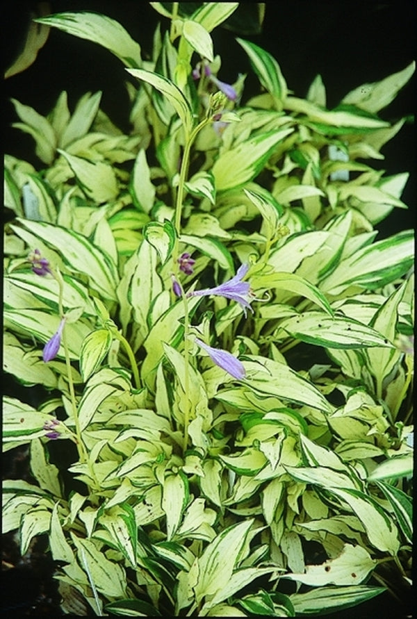 Image of Hosta 'Masquerade'|Juniper Level Botanic Gdn, NC|JLBG