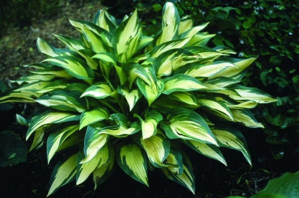 Image of Hosta 'Moonstruck'|H. Hansen Gdn, MN|H. Hansen