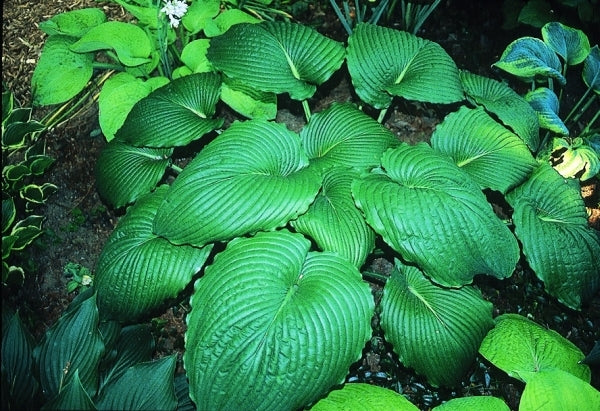 Image of Hosta 'Niagara Falls'|O. Petryszyn Gdn, IN|