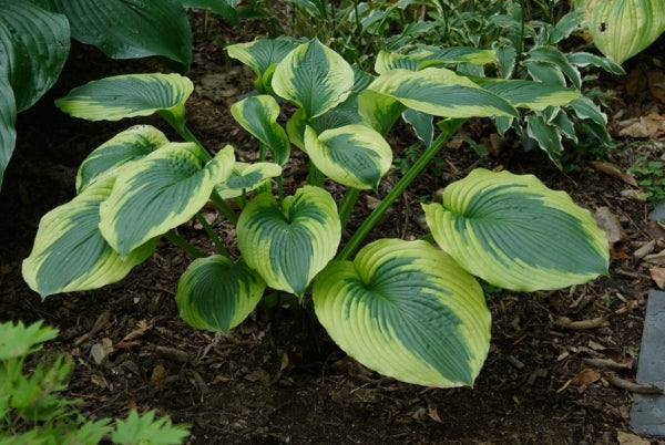 Image of Hosta 'Ocean Isle'|Chopko Gdn, NJ|D. Chopko