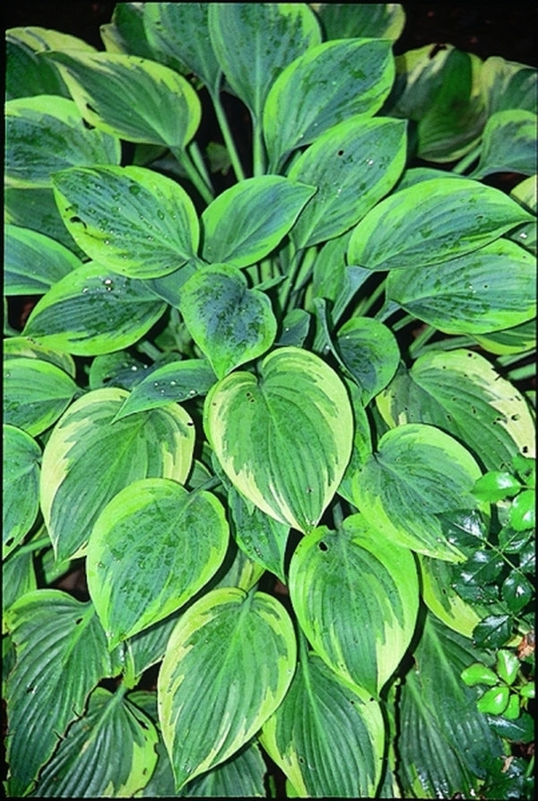 Image of Hosta 'Peace'|Heuermann Gdn, IL|