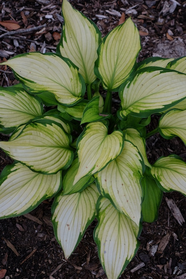 Image of Hosta 'Prairie's Edge' PPAF|Juniper Level Botanic Gdn, NC|